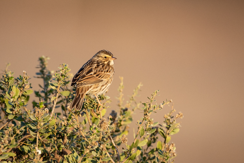 bird-perched