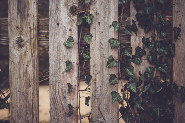 fence-vine