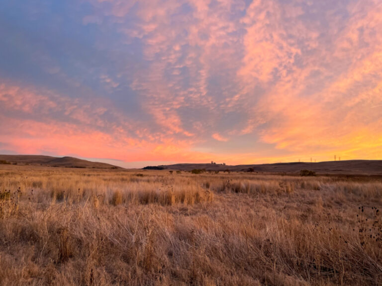 grass-field